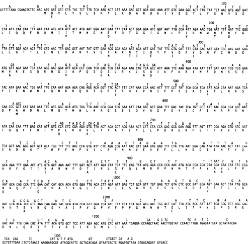 FIG. 2.foundand Nucleotide sequence and inferred amino acid sequences of SAl and Wa rotavirus genomic segments 6