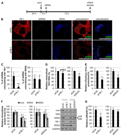 FIG 7 Knockdown of YB-1 does not affect steady-state HCV RNA replication but represses production of infectious particles