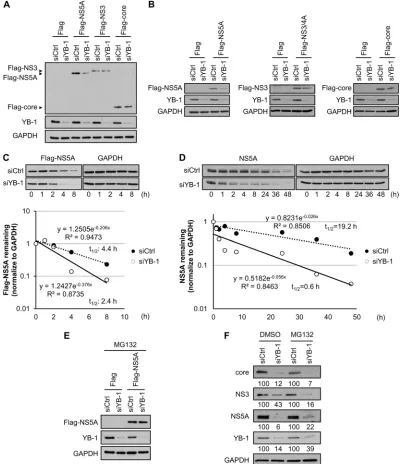 FIG 9 YB-1 knockdown promotes NS5A degradation. Control (siCtrl) or YB-1 (siYB-1) siRNA-transfected Huh-7.5.1 cells were transfected with expressionas an internal control, and YB-1 was included for conﬁrming knockdown efﬁciency