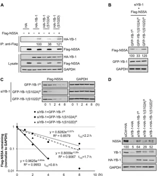 FIG 10 YB-1 stabilizes NS5A through its serine 102 phosphorylation-mediated interaction with NS5A