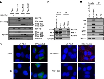 FIG 1 YB-1 is a novel NS5A-interacting cellular protein. (A) Coimmunoprecipitation was performed in Huh-7.5.1 cells cotransfected with either an HA vector(�) or expression plasmids for HA-YB-1 (�) along with a Flag vector or Flag-tagged HCV core, NS3, or N