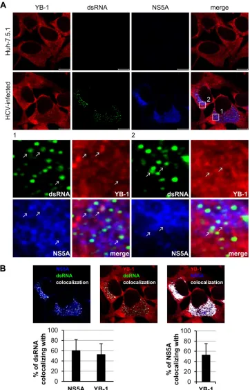 FIG 5 YB-1 colocalizes with HCV replication complexes in HCV-infected cells. (A) Huh-7.5.1 cells were infected with J6/JFH (genotype 2a) at an MOI of 0.5.Forty-eight hours postinfection, cells were immunostained for dsRNA (green), NS5A (blue), and YB-1 (re