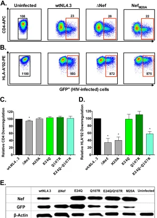 FIG 7 Impact of B*13-associated polymorphisms on Nef-mediated CD4 and HLA class I downregulation