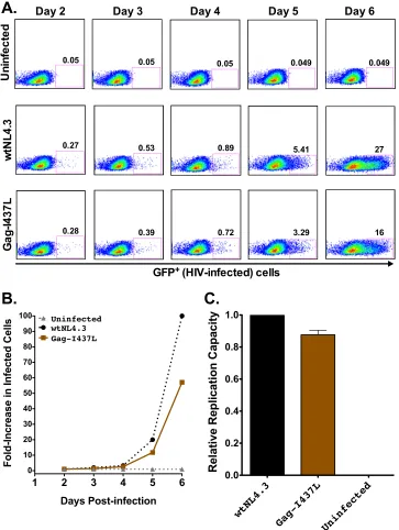 FIG 2 HIV-1 replication capacity: control data. (A) Representative ﬂow plots of virus spread in culture (measured as percent GFP� cells) for uninfected controlsand cells infected with wtNL4.3 and mutant Gag-I437L viruses
