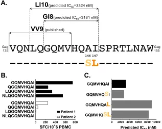 FIG 4 Prediction of a novel putative B*13-restricted CTL epitope in p24B*13:02-restricted epitopes are shown above the HIV-1 consensus B amino acid sequence spanning GagB-infected patients who responded to this region
