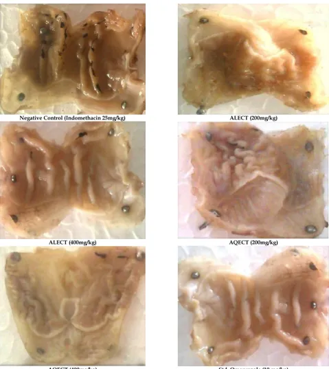 Fig. 2: Macroscopic evaluation of stomach ulcer in Indomethacin induced ulceration in rats