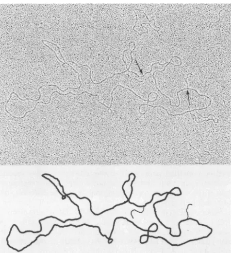 FIG. 3.plex,Arrows Electron micrograph of circular CP-T1 DNA homodu- obtained after denaturation and renaturation of CP-T1 DNA