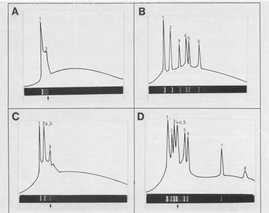 FIG. 8.representation, Restriction map of the CP-T1 genome for the enzymes Hindill, EcoRI