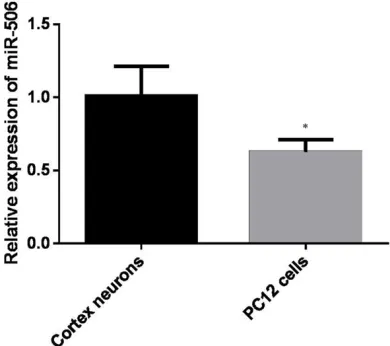 Figure 1. Expression of miR-506 in PC12 cells. Ex-pression level of miR-506 was down-regulated in PC12 cells compared to cortical neurons