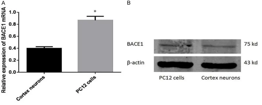 Figure 2. Expression of BACE1 in PC12 cells. A. Contrary to the low level of miR-506, endogenous BACE1 mRNA was up-regulated in PC12 cells compared with primary cortical neurons