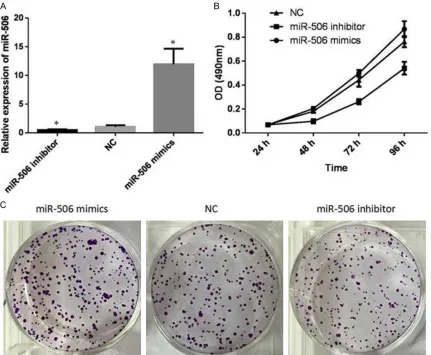 Figure 3. Over-expression of miR-506 promotes the proliferation of PC12 cells. A. The transfection efficiency was observed by the levels of miR-506 after transfection with miR-NC, miR-506 inhibitor or miR-506 mimics