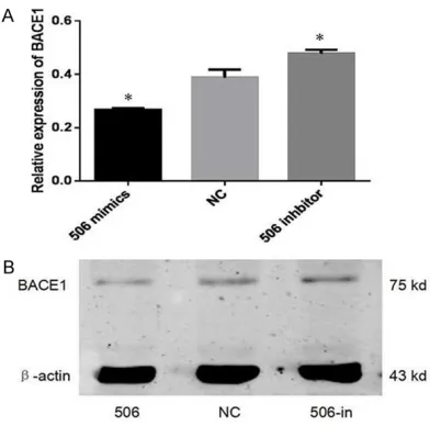 Figure 6. MiR-506 can specifically target BACE1 gene. A. The binding site for miR-506 in the 3’-UTR of BACE1 mRNA