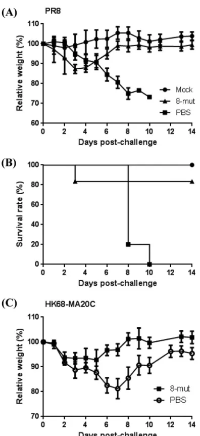 FIG 5 Heterologous protective effects caused by the 8-mut virus. BALB/cHK68-MA20C (6.71mice were vaccinated intranasally with PBS (mock-vaccinated control) or6.75 �challenged with PR8 (100 50% lethal doses, 2.1 105 PFU of 8-mut virus