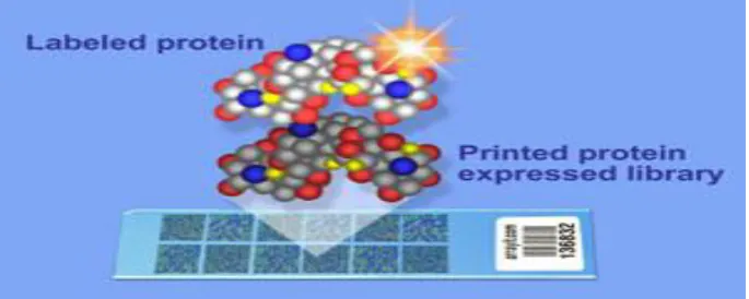 Fig. No. 01:   Libraries of express proteins are easily printed into microarrays with the Nano Print Microarrayer