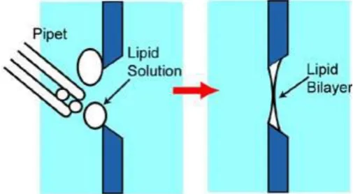 Fig.: A conventional method of forming artificial lipid bilayer membrane (the "painting" method) 