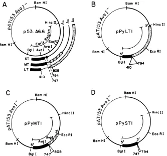 FIG.1.complete(numbersencodepPyST1 Maps of the plasmids containing polyomavirus early region mutants lacking the individual early region introns