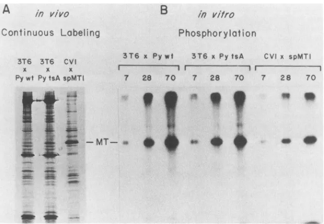 FIG. 9.ordensitometry.antipolyomavirusmiddle[35S]methionine a Comparison of middle T protein production and in vitro kinase activity in lysates of mouse 3T6 cells infected with either wild type temperature-sensitive (tsA) mutant of polyomavirus or of CV-1 