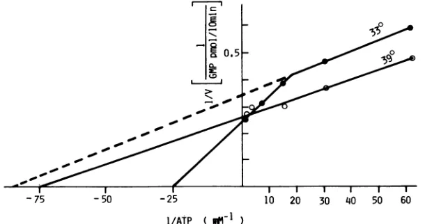 FIG. 5.measured.variedassayedconcentrationsconcentration.EV70,uM; Effect of the rNTP concentration on the EV70 RNA polymerase activity