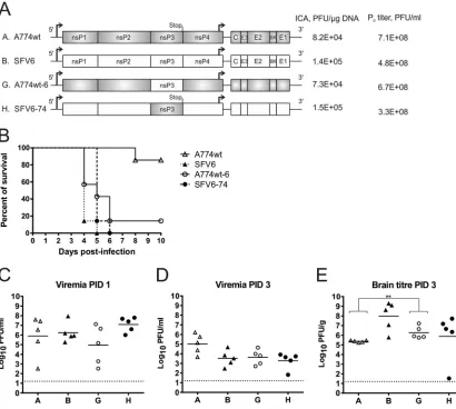 FIG 5 Swapping of nsP3 regions between SFV6 and A774wt results in virulent chimeras. (A) Schematic representations of the SFV constructs, the results of ICA,