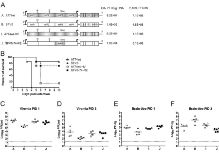 FIG 6 Mutations at positions associated with ns polyprotein processing affect SFV neurovirulence