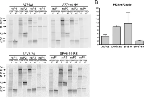 FIG 7 Changes at the P4 position of the 1/2 site and at the S4 subsite residue of nsP2 alter the speed of ns polyprotein processing in infected cells