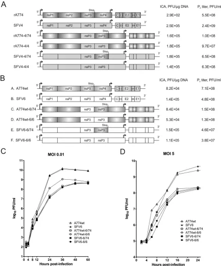 FIG 1 Recombinant constructs and viruses carrying two copies of nsP3-encoding sequences