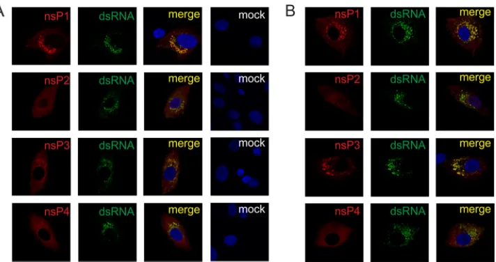 FIG 2 Localization of ns proteins in BHK-21 cells infected with SFV6 (A) and SFV6-6/6 (B)