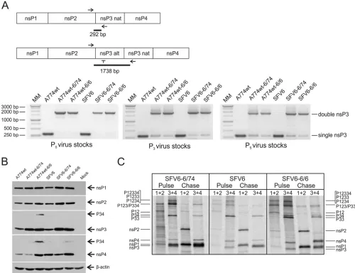 FIG 3 Analysis ofencoding sequence and complementary to the 5infected at an MOI of 1 were collected 8 h p.i