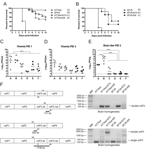FIG 4 Neurovirulence of SFV6, A774wt, and viruses harboring two copies of nsP3. (A) Groups (n � 37) of 4- to 5-week-old mice were inoculated i.p
