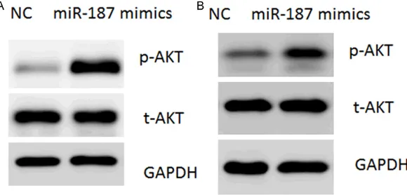 Figure 3. miR-187 represses PTEN expression through targeting its 3’-UTR. (A, B) Relative mRNA (A) and protein (B) levels of DAB2 in A549 cells transfected with miR-187 mimics or negative control (NC)