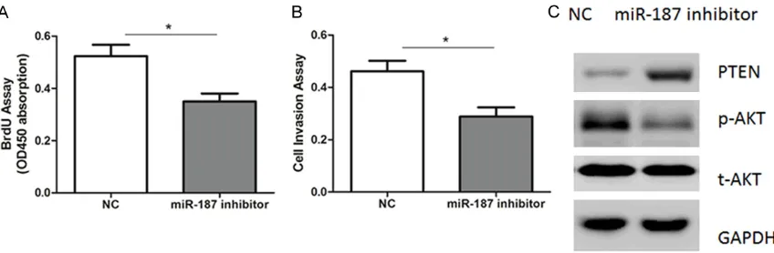 Figure 7. Suppression of miR-187 inhibits NSCLC cell proliferation. (A, B) Cell proliferation (A) and invasion (B) assays were determined in A549 cells transfected with miR-187 inhibitors or negative controls (NC)