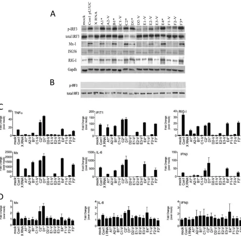 FIG 4 T/F HCV pU/UC sequences differentially activate RIG-I signaling. Huh7 cells (A and C) or Huh7.5 cells (B and D) were transfected with puriﬁed pU/UCRNA from the indicated T/F genomes, JFH1, or X RNA, and cells were harvested 18 h later for immunoblot analysis (A and B) or RT-PCR assay (C and D).