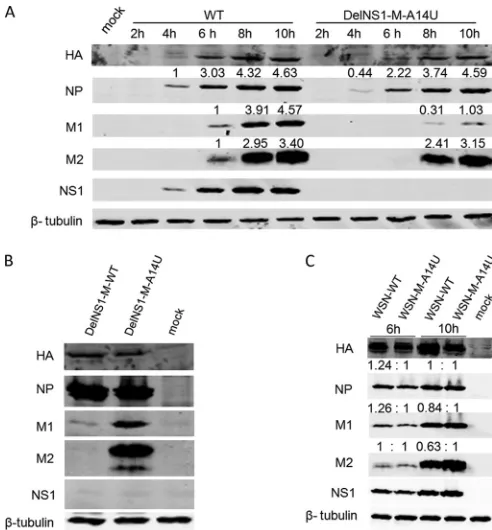 FIG 4 Effect of M-A14U mutation on M1 and M2 protein expression. (A)MDCK cells were infected with WSN-WT or WSN-DelNS1-M-A14U virus atan MOI of 2