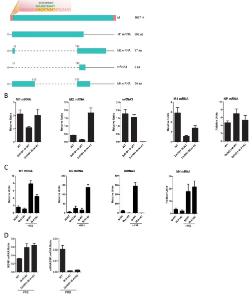 FIG 5 Effect of M-A14U substitution on alternative splicing of M transcripts. (A) Schematic illustration of the M segment transcripts
