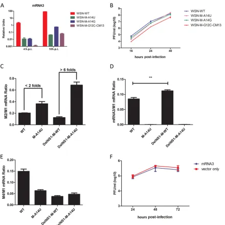 FIG 6 Effect of M-A14U substitution on M2/M1 mRNA ratio. (A) MDCK cells were infected with WSN-WT, WSN-M-A14U, WSN-M-A14G, or WSN-M-tG12C-CM13 virus at an MOI of 5