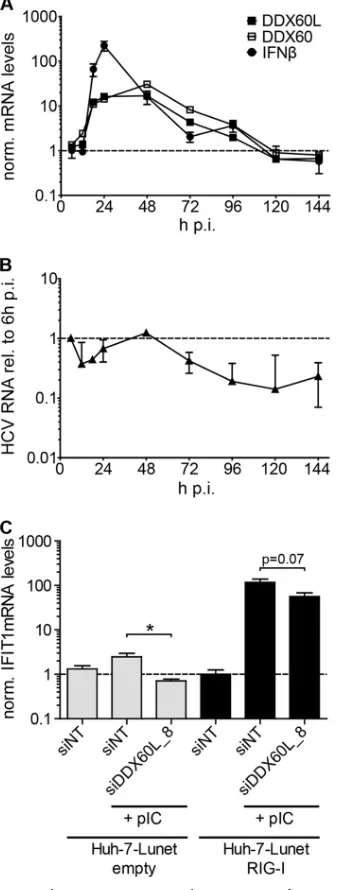 FIG 7 DDX60L and DDX60 expression during HCV infection and impact