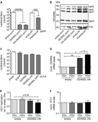 FIG 8 Ectopic expression of DDX60L using lentiviral vectors. (A) Titers of lentiviral vectors encoding DDX60L or PI4KIIIRNA samples from panel D