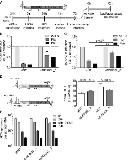 FIG 10 Impact of DDX60L on HCVcc infection, IRES-dependent translation, and stability of HCV RNA