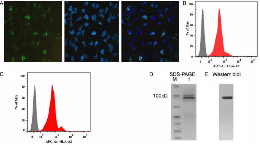 Figure 1. Characterization of U2OS cell line and PBMC. (A) Representative microscopy of Ki67 (Green) and DAPI (Blue) staining taken from human osteosarcoma cell line-U2OS in glass coverslips