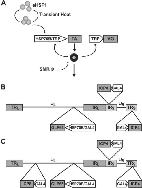 FIG 1 Dually responsive gene switch and the construction of replication-