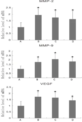 Figure 6. The transcription levels of MMP-2, MMP-9 and VEGF mRNA of rab-bit liver tumor were analyzed by Realtime PCR