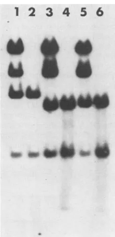 FIG. 3.cellslentlater. TK enzymatic activity induced by mutant virus. LtA were infected with the indicated viruses and harvested 12 h TK activity was measured in extracts prepared from equiva- numbers of cells, as described in the text.