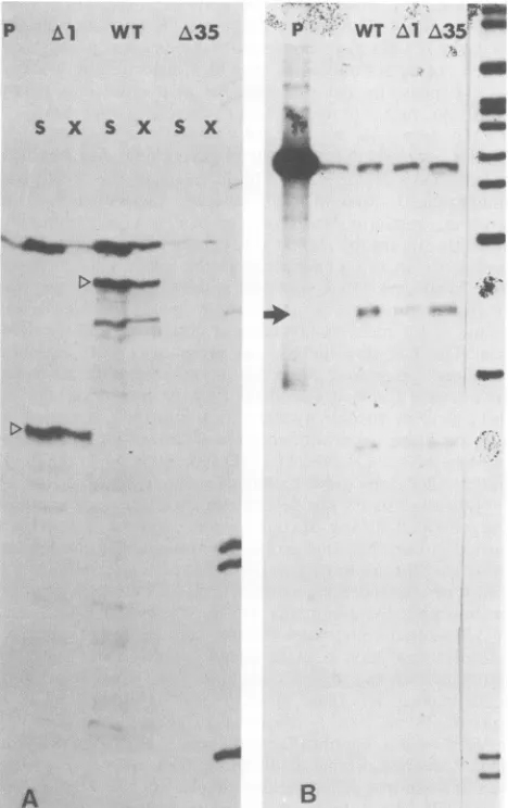 FIG. 4.TheTKtantinfectedVIIapproximatelytranscripts,SalI-EcoRIproducts Analysis of transcripts produced by wild-type and mu- virus.(A) For TK transcripts, RNA prepared from cells with the indicated virus was hybridized to a Hinfl-EcoRI probe (P)