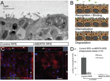 Figure 3. MERTK-RPE are unable to phagocytose. (A) Electron micrograph of the apical surface of the control RPE 4 hours following the addition of isolated photoreceptor outersegments (POS) *