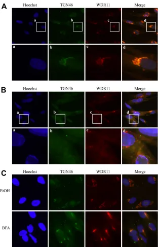 FIG 4 WDR11 colocalizes with the TGN marker TGN46. HEL cells were mock treated (A), infected with 17 syn at 10 PFU/cell for 10 h (B), or treated with 10�g/ml BFA or the vehicle control for 30 min (C) and then ﬁxed and analyzed for TGN46 and WDR11 localization via immunoﬂuorescence.