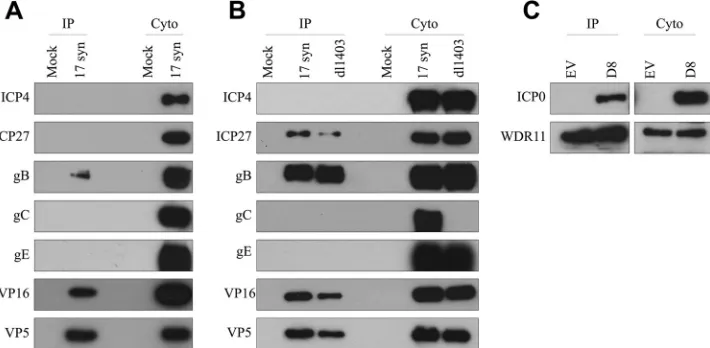 FIG 5 Interaction of speciﬁc additional HSV proteins with WDR11. (A and B) HEL cells (A) or U2OS cells (B) were mock treated or infected with the indicatedviruses at 10 PFU/cell for 10 h