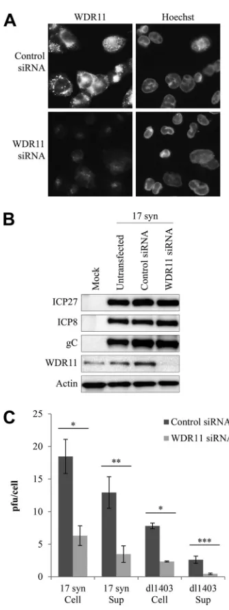 FIG 6 WDR11 depletion reduces yields of both cell-associated and secreted***,HSV-1 without decreasing viral gene expression