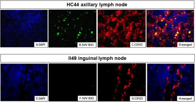FIG 4 Detection of the SVV IE63 protein in macrophages in lymph nodes from rhesus macaques after virus reactivation but not during latency