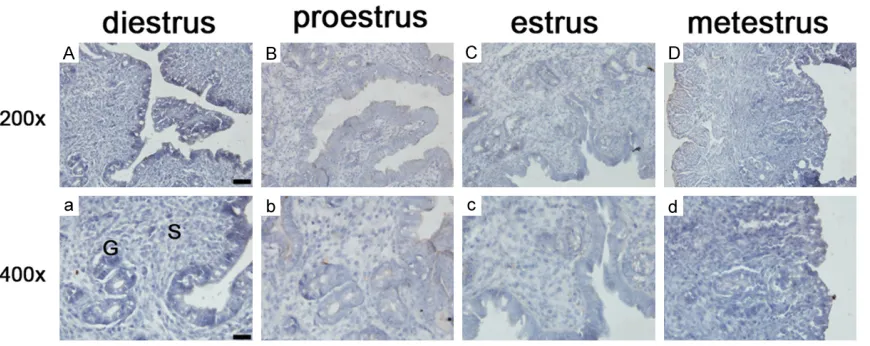Figure 3. Expression of FOXO1 in endometrial tissue during the menstrual cycle of mouse