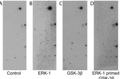 TABLE 1 Putative ERK1-primed GSK-3 substrates identiﬁed